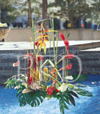 color emotion tropical