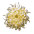 Chrysanthemum white Chrysanthemum white