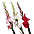 Gladiolus Gladiolus